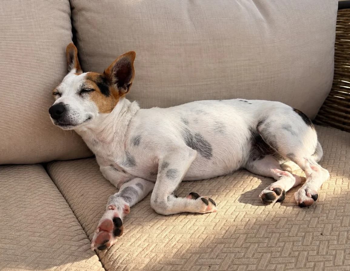 Fine, female young Mixed Breed for adoption at Ein Freund fürs Leben e.V., Berlin