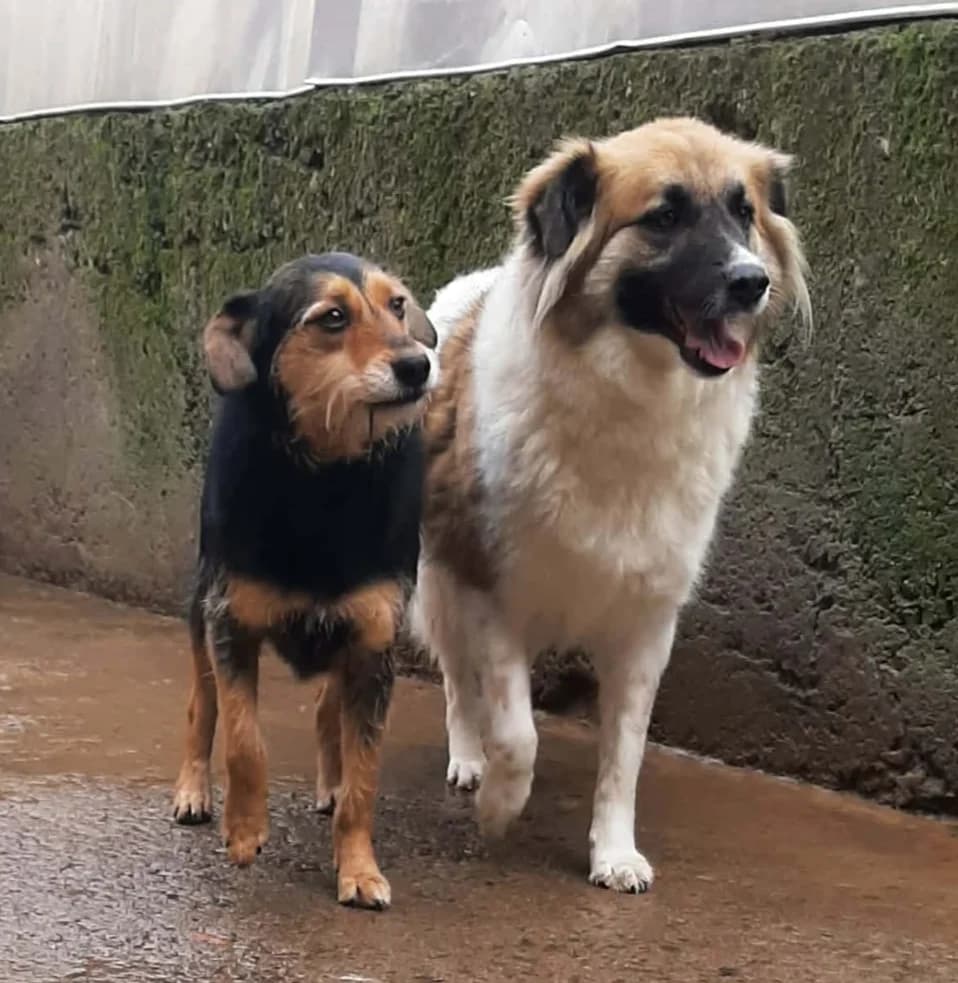 Flocke + Kaya - VON PRIVAT, female 6yo Mixed Breed for adoption at Ein Freund fürs Leben e.V., Berlin