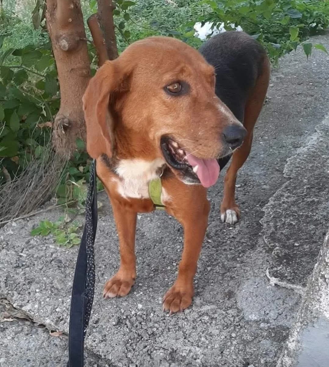Gabriella - VON PRIVAT, female senior Mixed Breed for adoption at Ein Freund fürs Leben e.V., Berlin