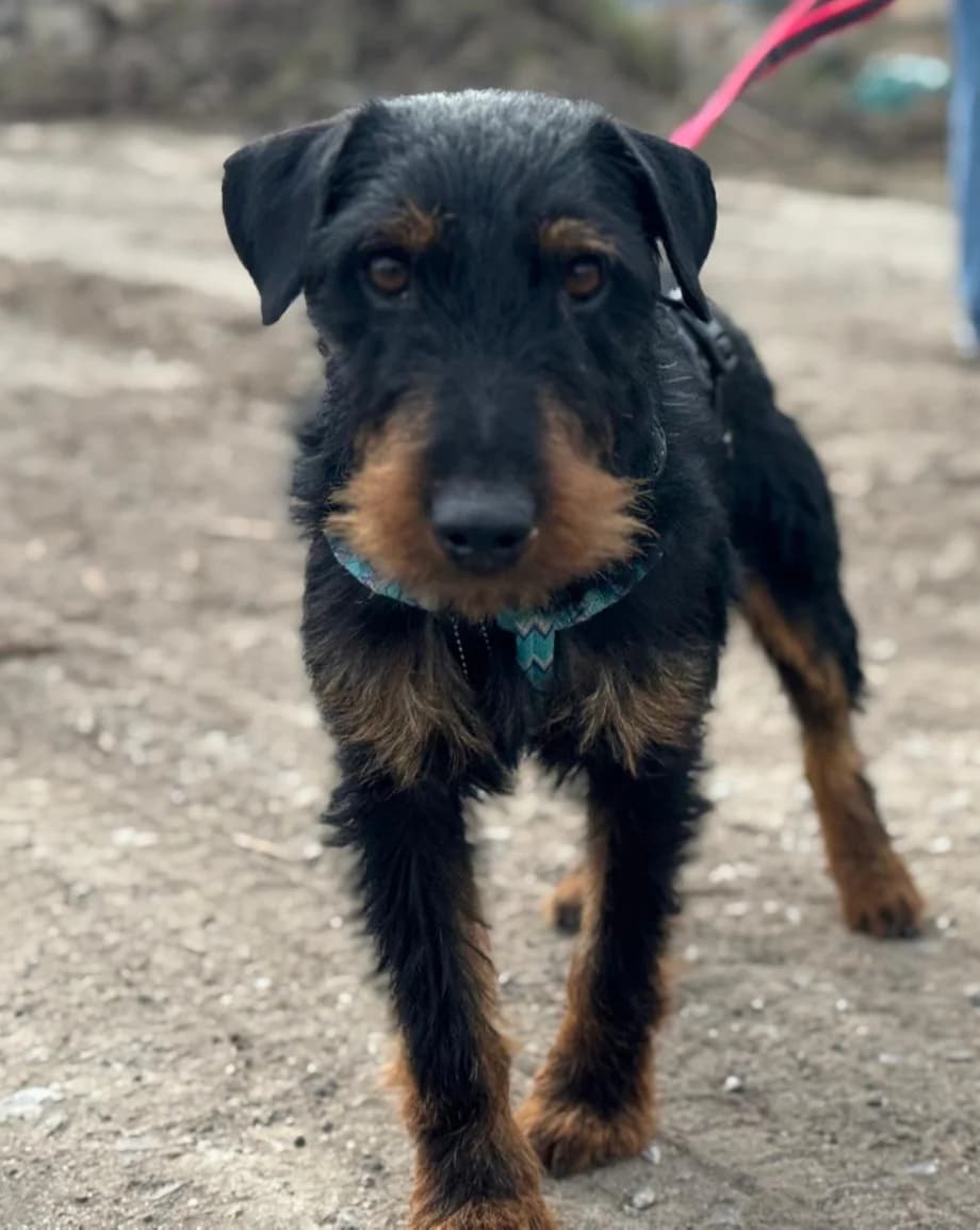 Georgie - VON PRIVAT, male young Mixed Breed for adoption at Ein Freund fürs Leben e.V., Berlin