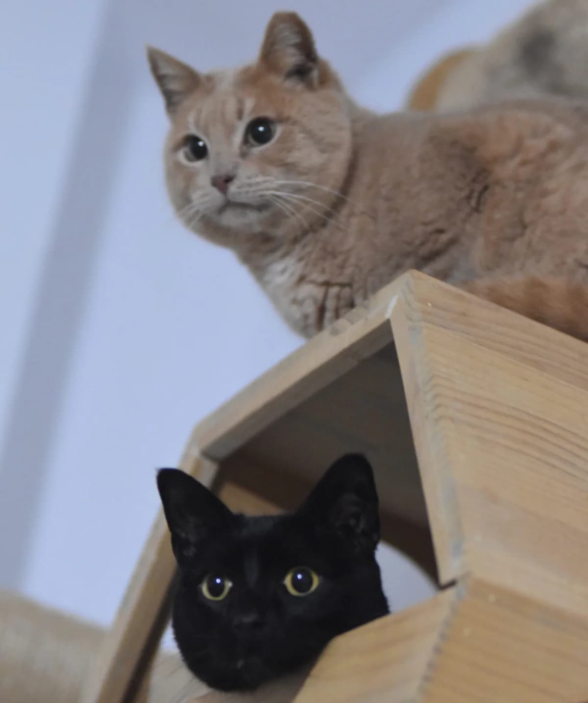 Getxo & Maxi | EFfL e.V., Mixed Breed for adoption at Ein Freund fürs Leben e.V., Berlin