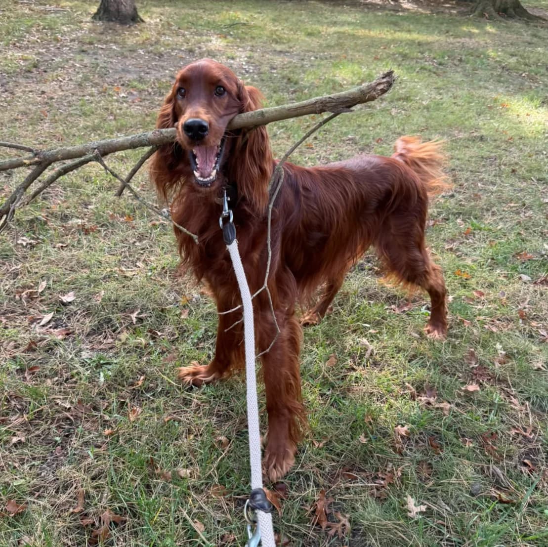 Glenn - VON PRIVAT, male 4yo Mixed Breed for adoption at Ein Freund fürs Leben e.V., Berlin