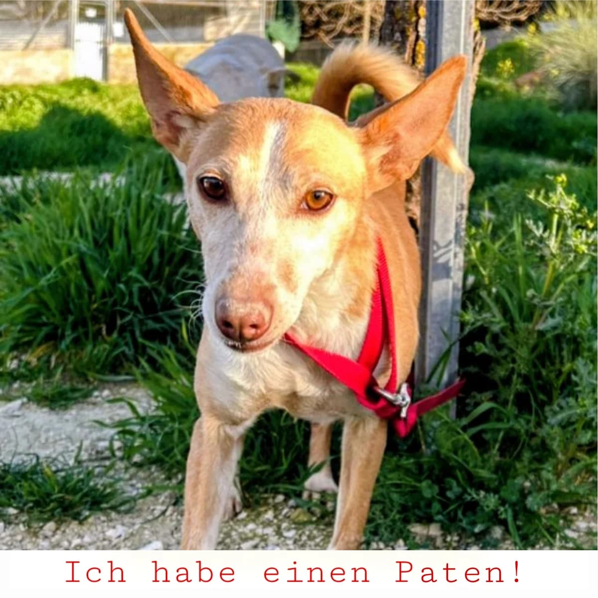 Gloria, female 3yo Mixed Breed for adoption at Ein Freund fürs Leben e.V., Berlin