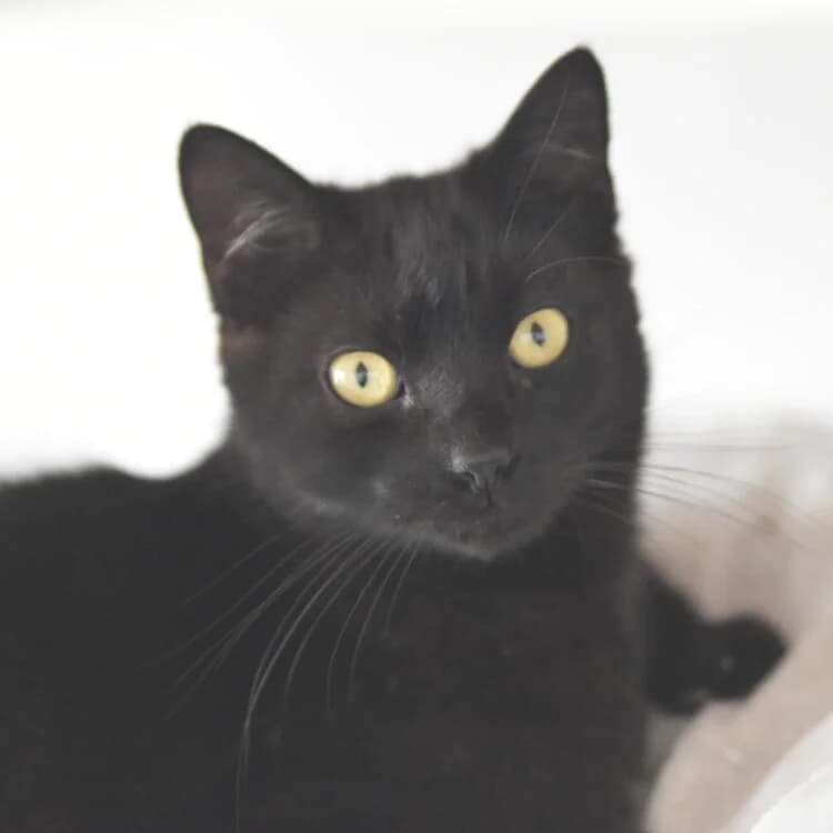 Gohan - reserviert | EFfL e.V., young Mixed Breed for adoption at Ein Freund fürs Leben e.V., Berlin