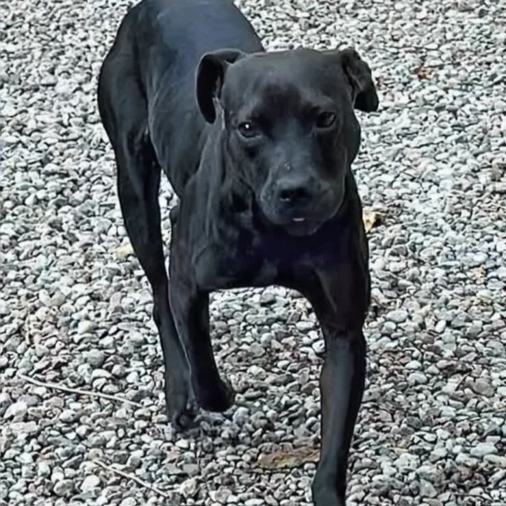Heidi - VON PRIVAT, female Mixed Breed for adoption at Ein Freund fürs Leben e.V., Berlin
