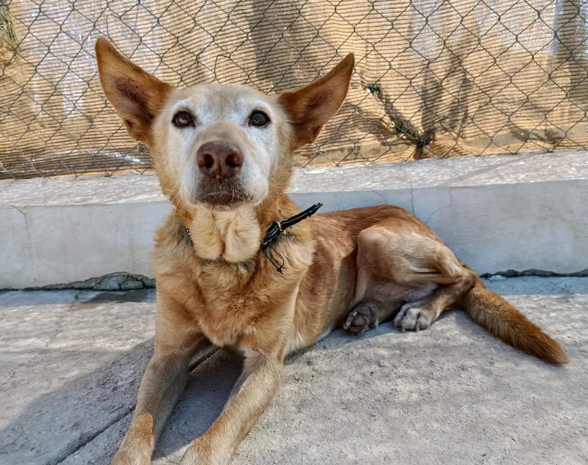 Hermes, male senior Mixed Breed for adoption at Ein Freund fürs Leben e.V., Berlin