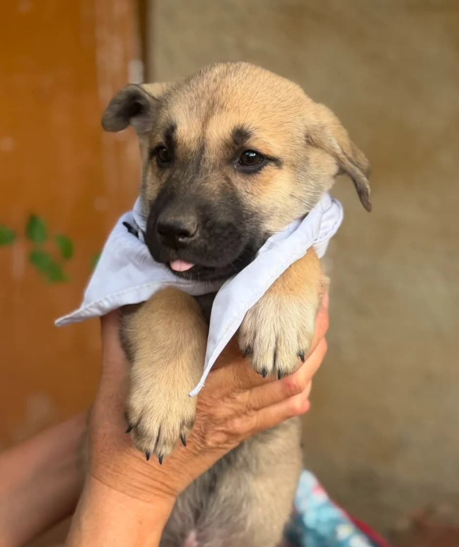 Honey, male puppy Mixed Breed for adoption at Ein Freund fürs Leben e.V., Berlin