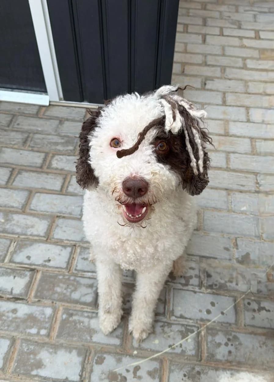 Hook, male 5yo Mixed Breed for adoption at Ein Freund fürs Leben e.V., Berlin