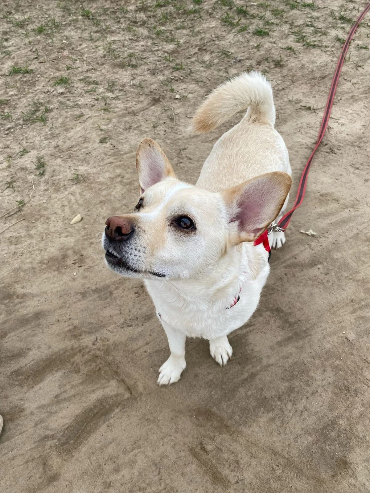 Jack, male 6yo Mixed Breed for adoption at Ein Freund fürs Leben e.V., Berlin