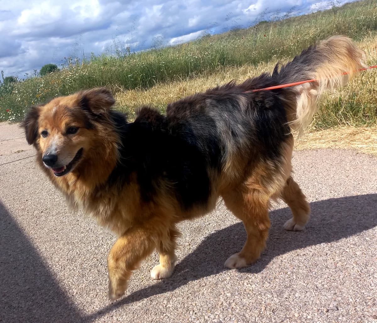 Jackyy, female 4yo Mixed Breed for adoption at Ein Freund fürs Leben e.V., Berlin