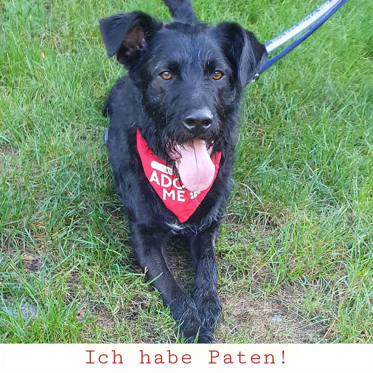 Jami, male 3yo Mixed Breed for adoption at Ein Freund fürs Leben e.V., Berlin