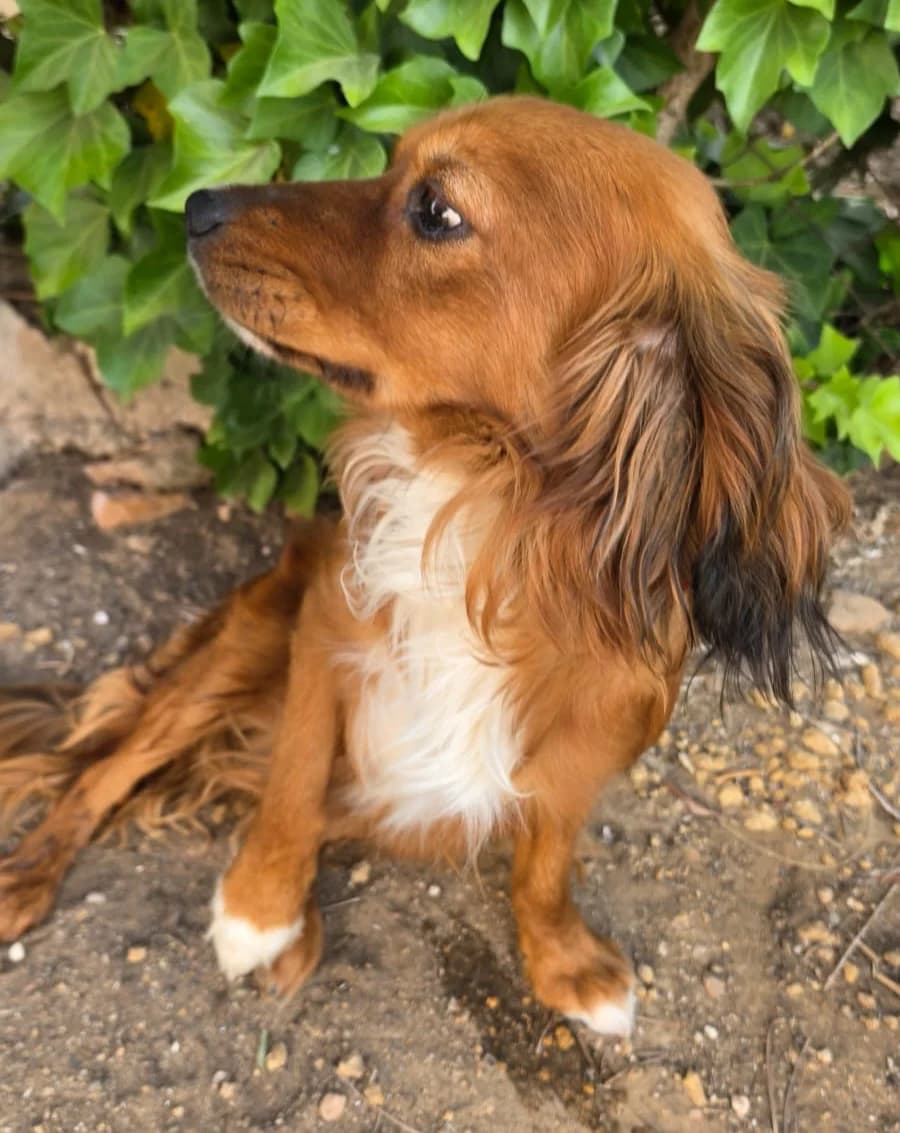 Jimmy, male young Mixed Breed for adoption at Ein Freund fürs Leben e.V., Berlin