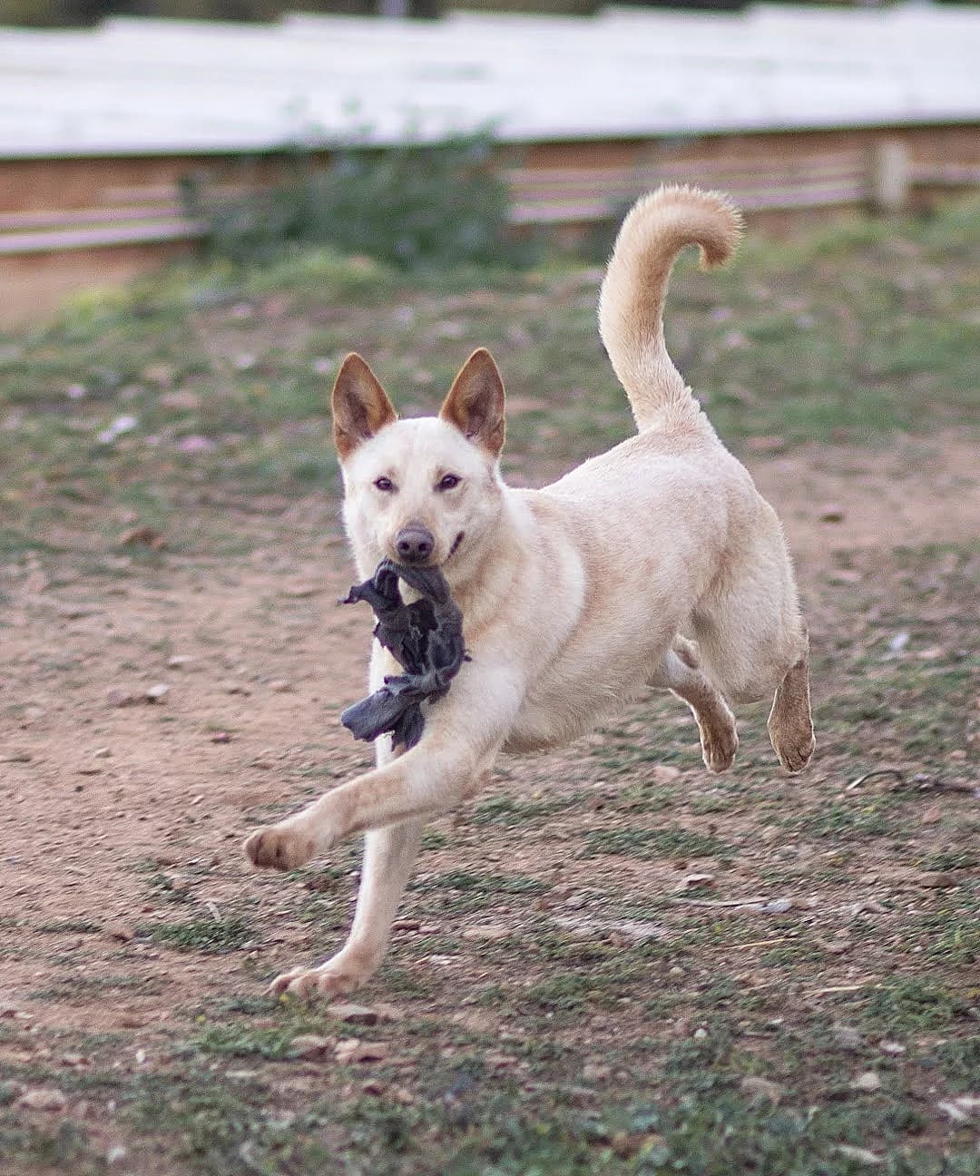 Johan, male 4yo Mixed Breed for adoption at Ein Freund fürs Leben e.V., Berlin