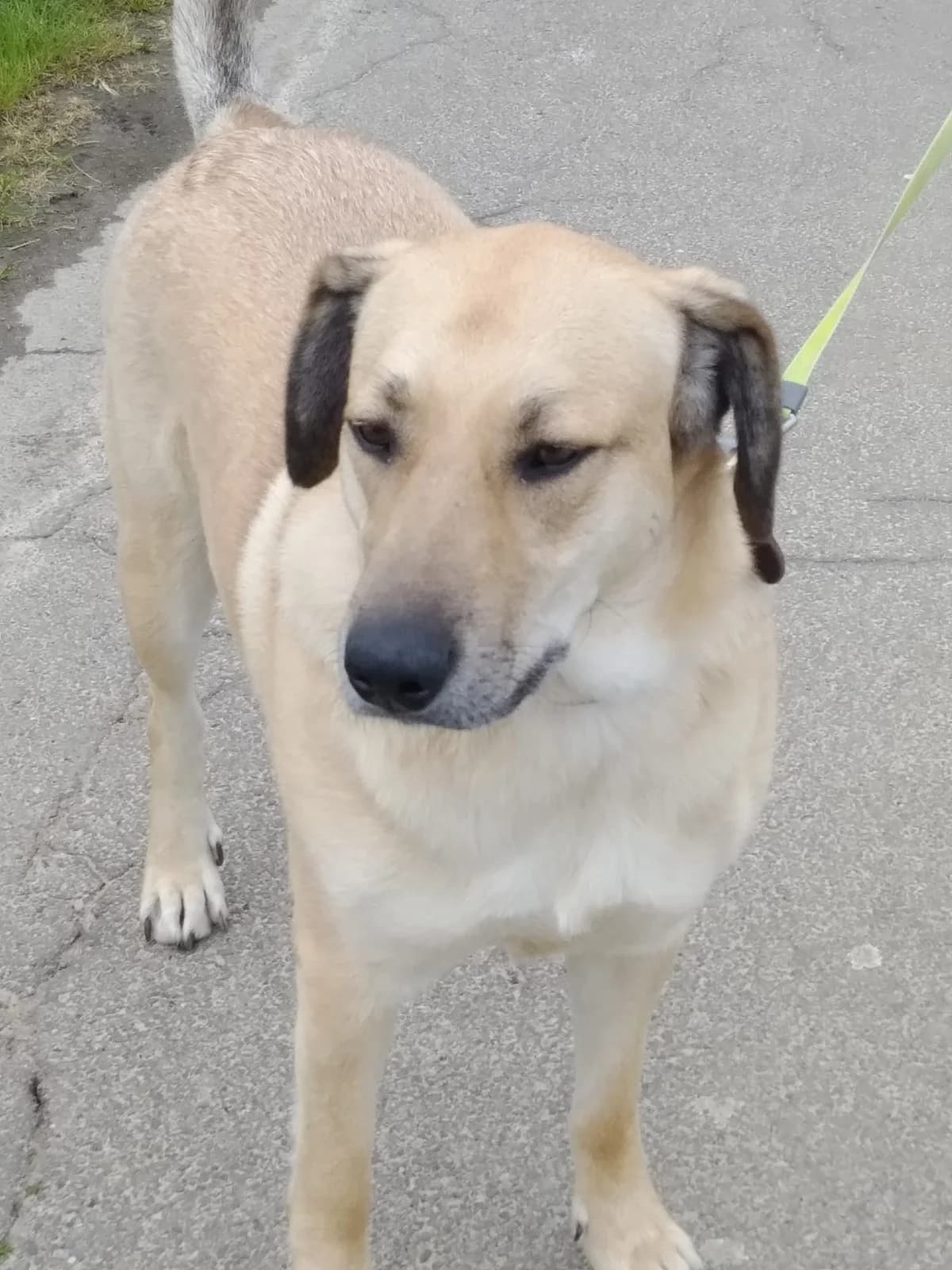 Johnny, male young Mixed Breed for adoption at Ein Freund fürs Leben e.V., Berlin
