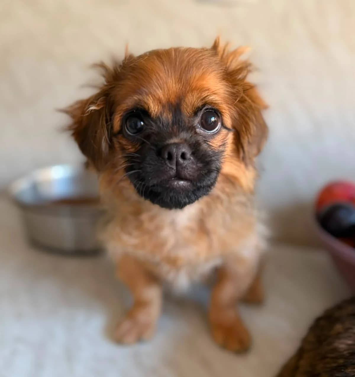 Julla, female puppy Mixed Breed for adoption at Ein Freund fürs Leben e.V., Berlin