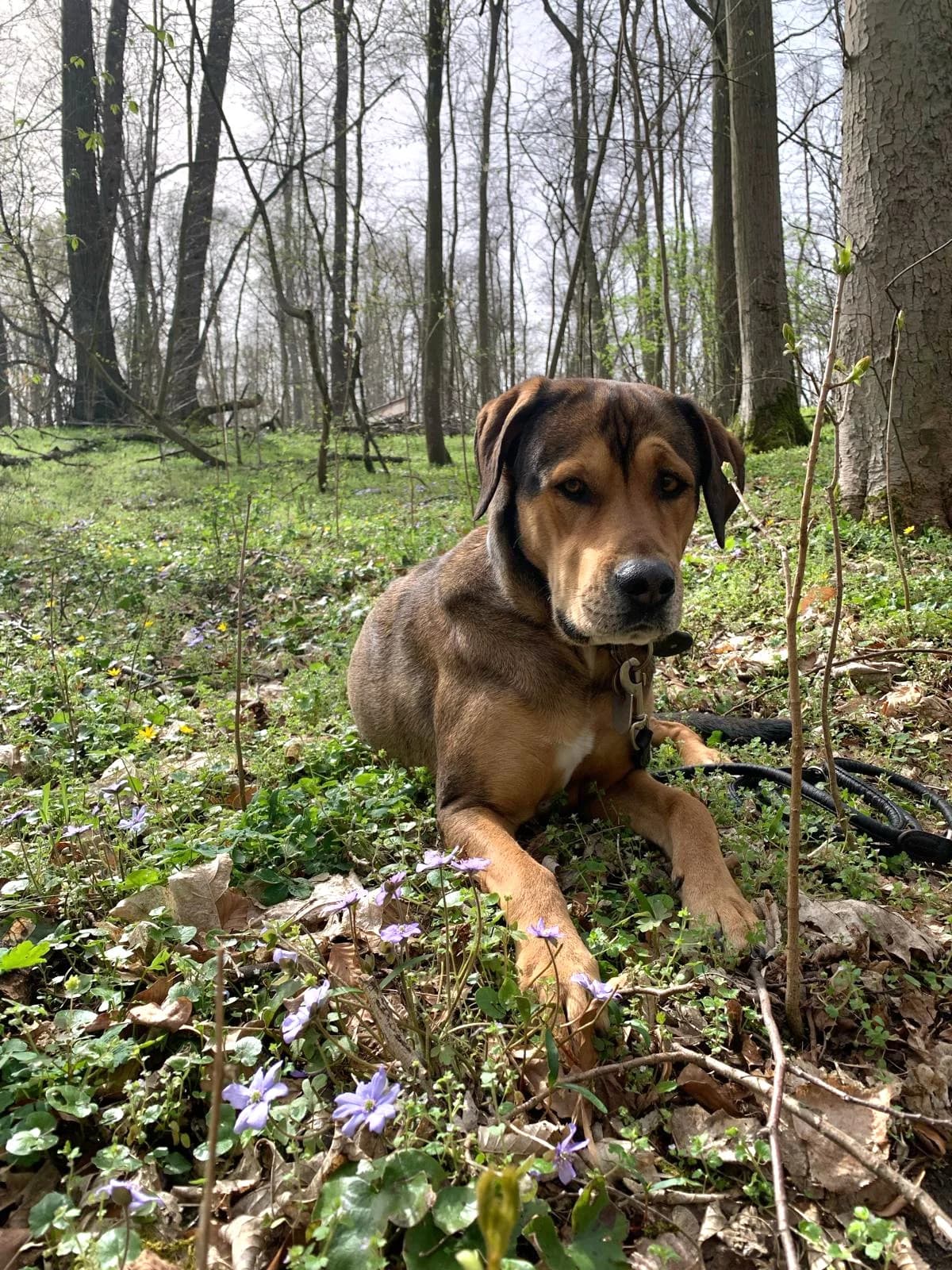 Juna - VON PRIVAT, female puppy Mixed Breed for adoption at Ein Freund fürs Leben e.V., Berlin