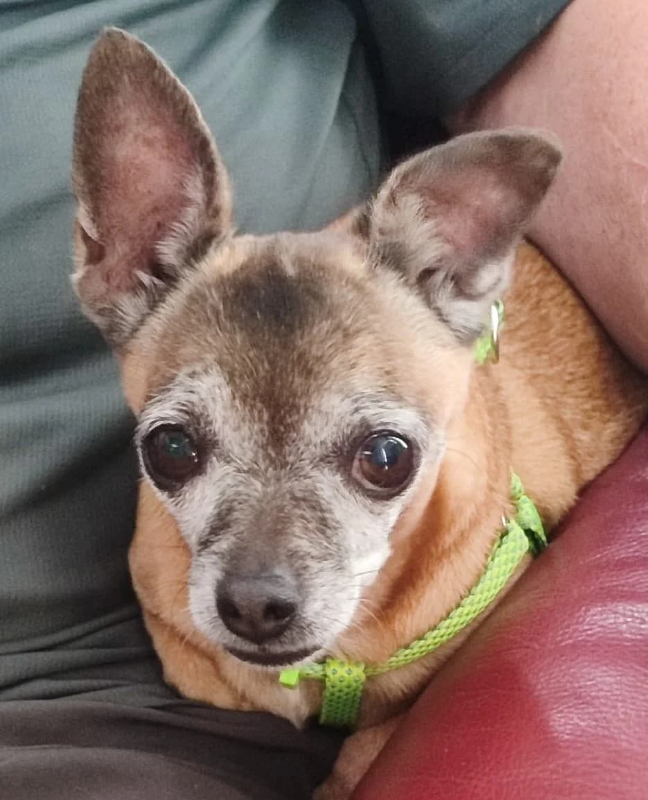 June, female senior Mixed Breed for adoption at Ein Freund fürs Leben e.V., Berlin