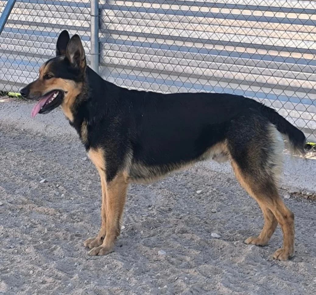 Junio, male 5yo Mixed Breed for adoption at Ein Freund fürs Leben e.V., Berlin