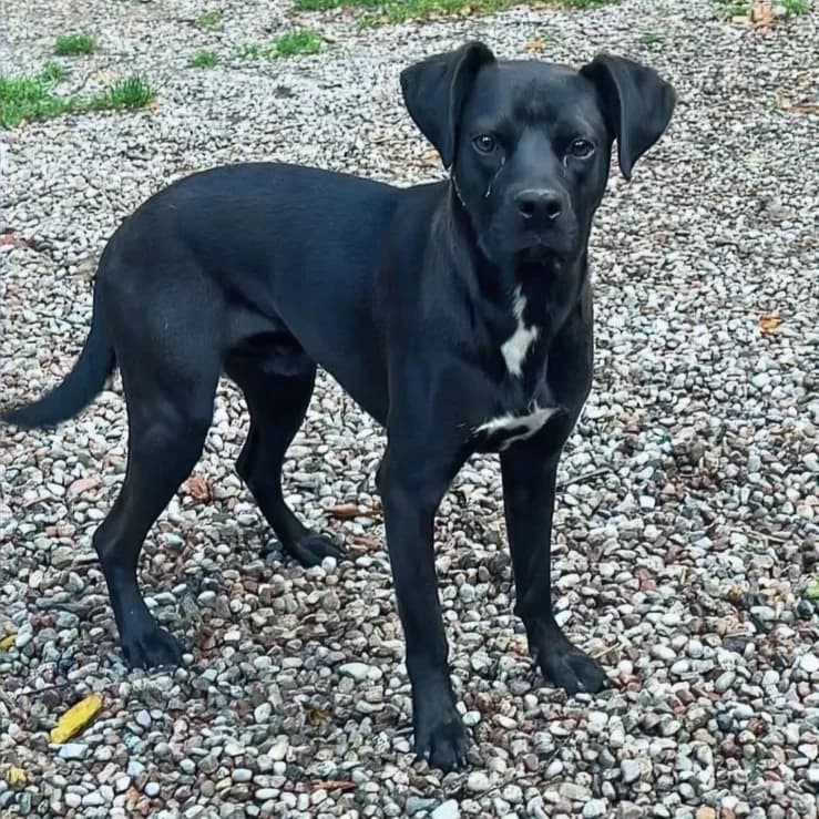 Junior - VON PRIVAT, female young Mixed Breed for adoption at Ein Freund fürs Leben e.V., Berlin