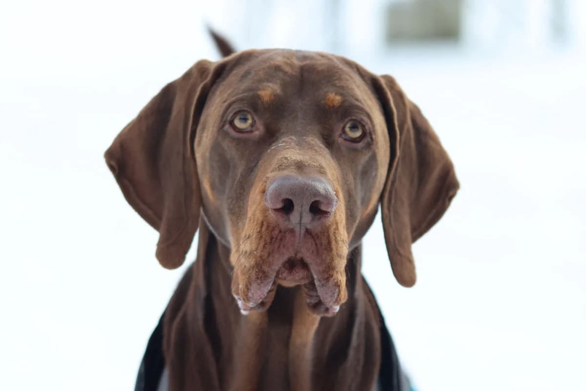 Juri - VON PRIVAT, male 7yo Mixed Breed for adoption at Ein Freund fürs Leben e.V., Berlin