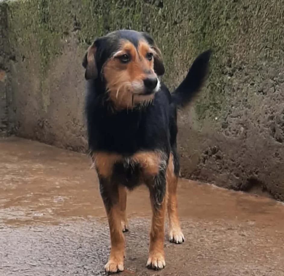 Kaia - VON PRIVAT, female 6yo Mixed Breed for adoption at Ein Freund fürs Leben e.V., Berlin