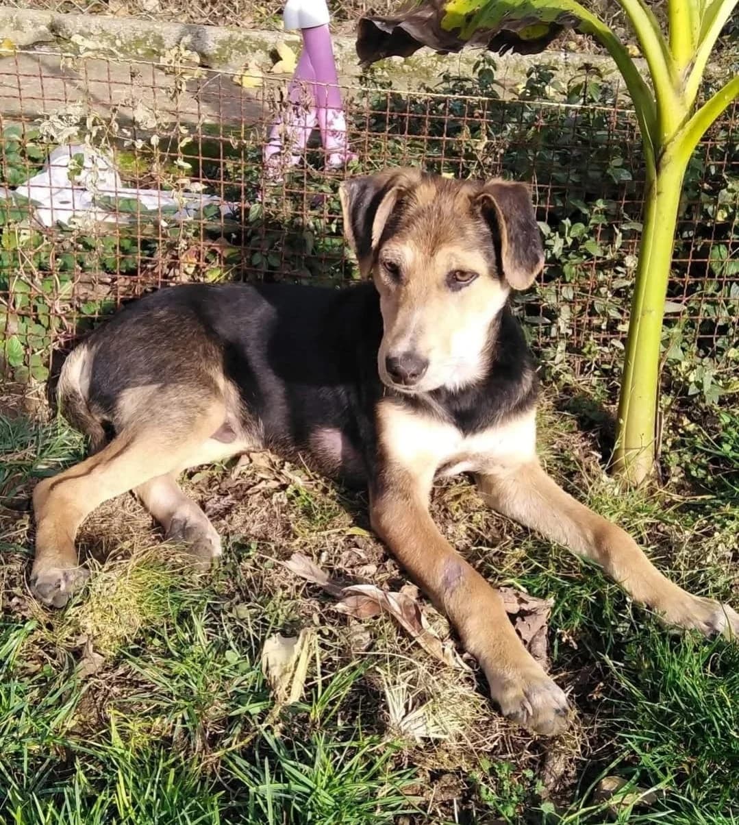 Kalle, male 4yo Mixed Breed for adoption at Ein Freund fürs Leben e.V., Berlin