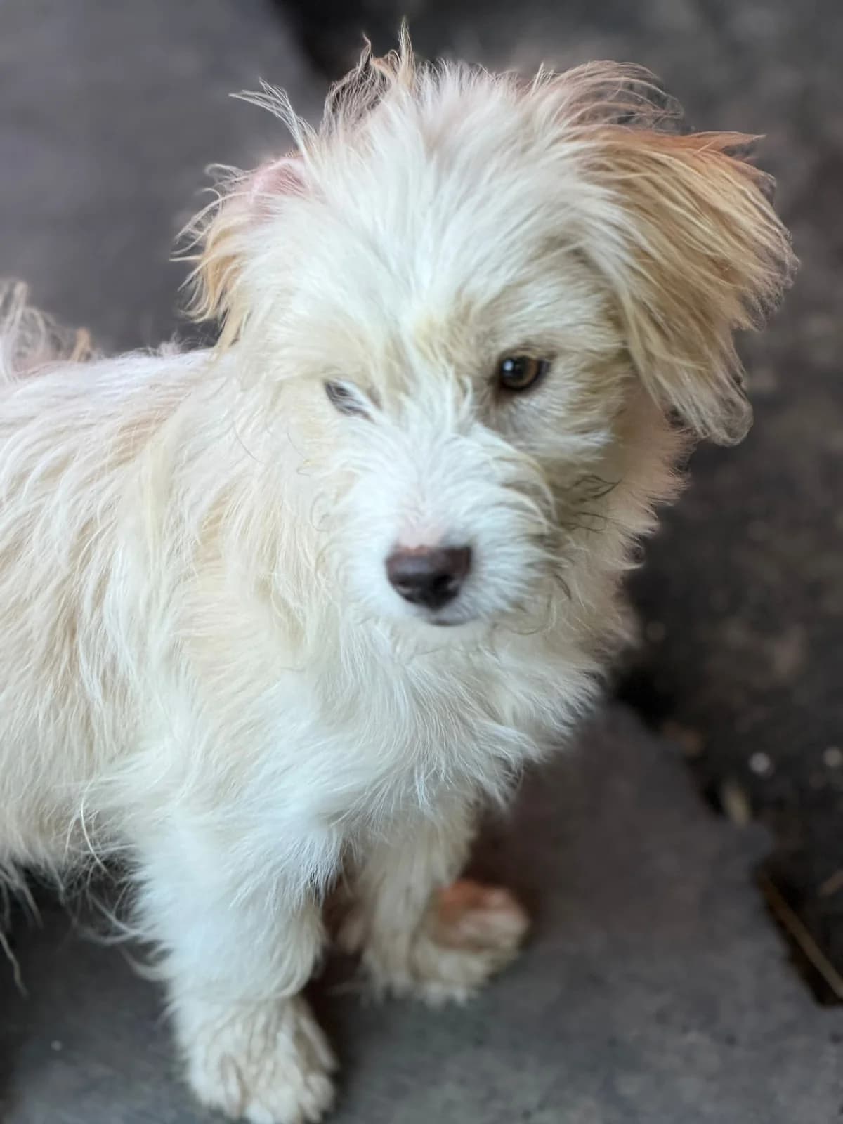 Karlchen - VON PRIVAT, male puppy Mixed Breed for adoption at Ein Freund fürs Leben e.V., Berlin