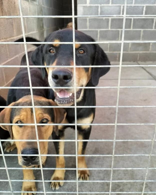 Kat, male 5yo Mixed Breed for adoption at Ein Freund fürs Leben e.V., Berlin