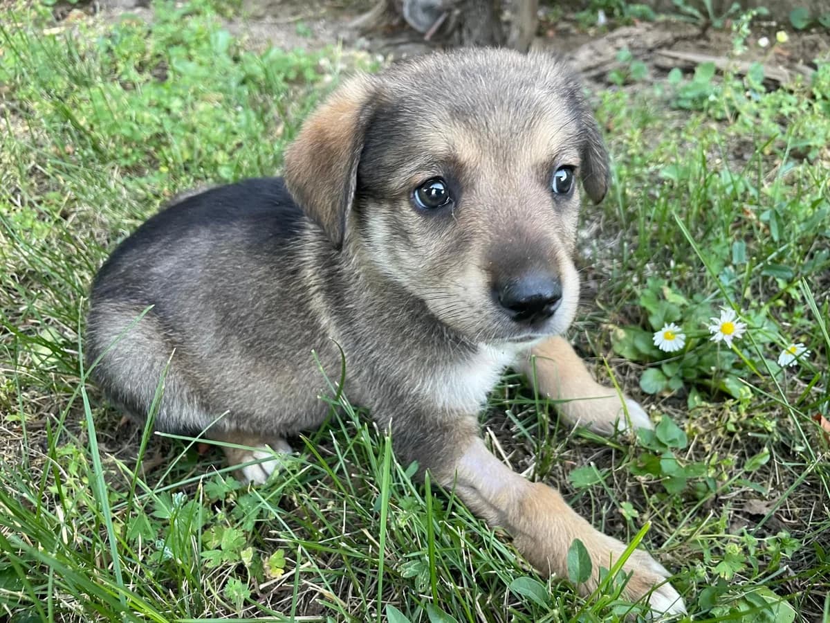 Katja, female puppy Mixed Breed for adoption at Ein Freund fürs Leben e.V., Berlin