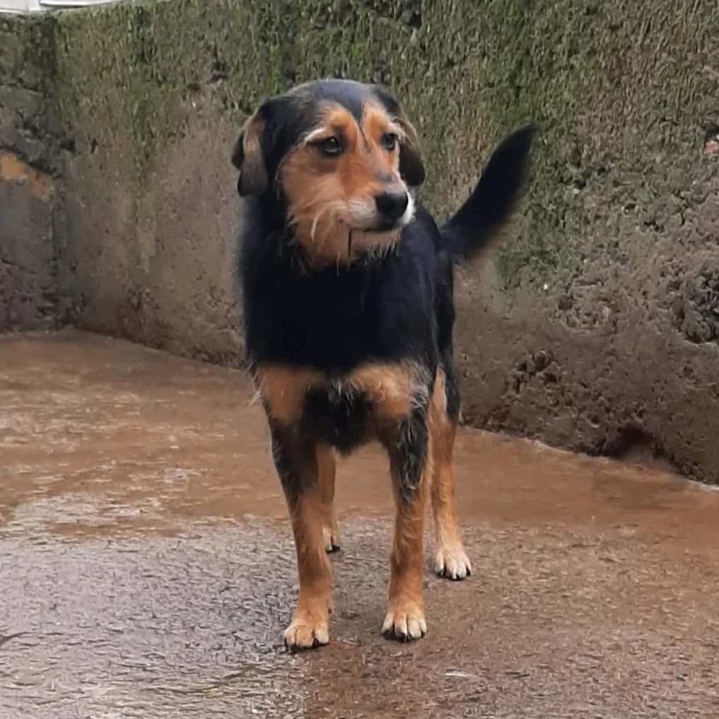 Kaya - VON PRIVAT, female 5yo Mixed Breed for adoption at Ein Freund fürs Leben e.V., Berlin