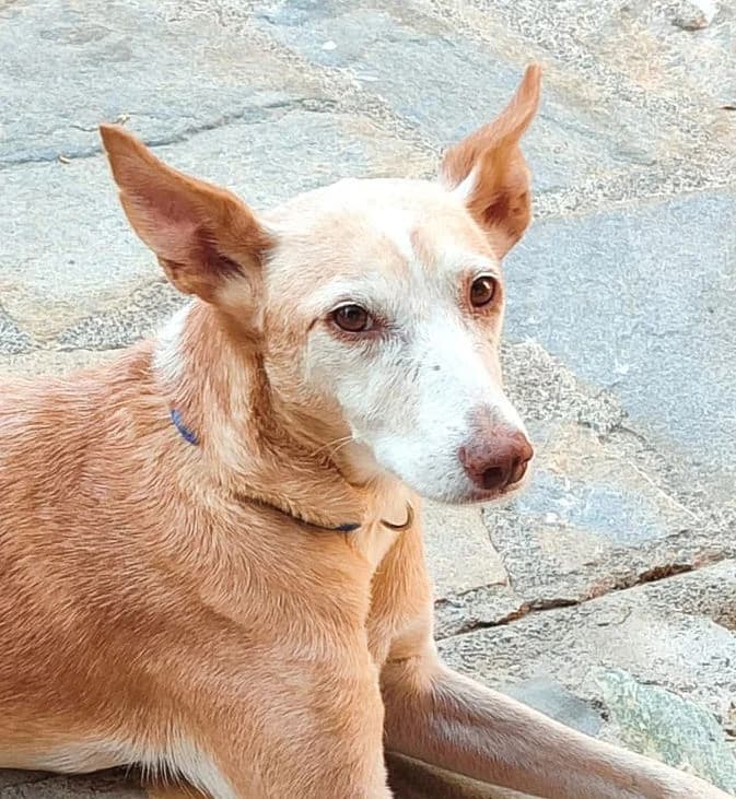 Kira, female senior Mixed Breed for adoption at Ein Freund fürs Leben e.V., Berlin