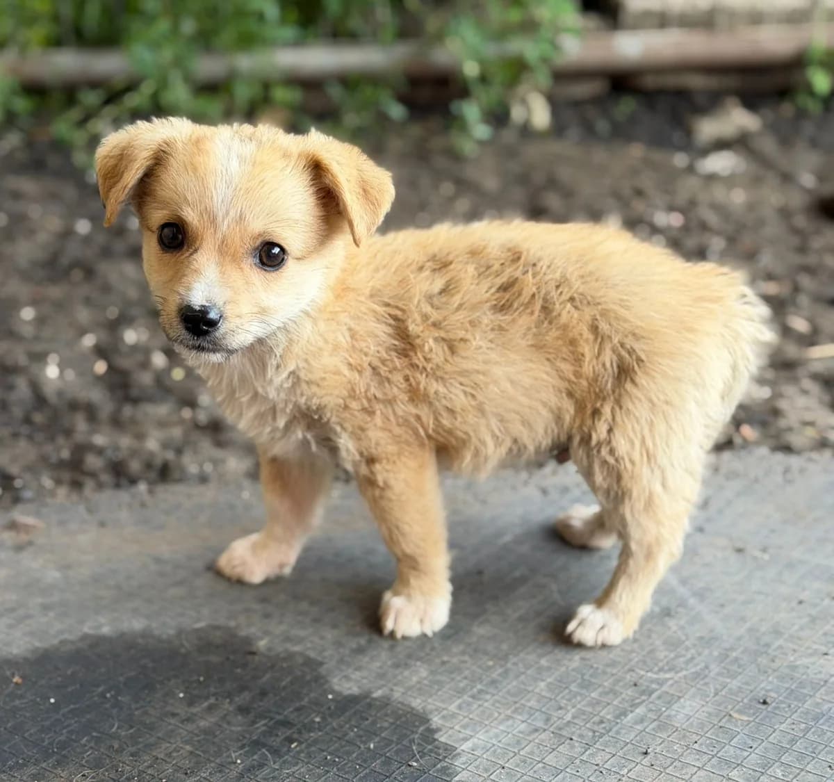 Klausi - VON PRIVAT, male puppy Mixed Breed for adoption at Ein Freund fürs Leben e.V., Berlin