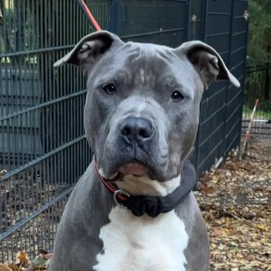 Koda - VON PRIVAT, male 6yo Mixed Breed for adoption at Ein Freund fürs Leben e.V., Berlin