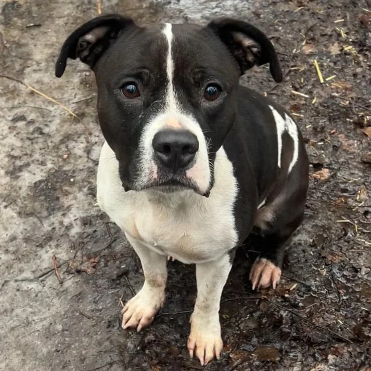 Koko - VON PRIVAT, female 6yo Mixed Breed for adoption at Ein Freund fürs Leben e.V., Berlin