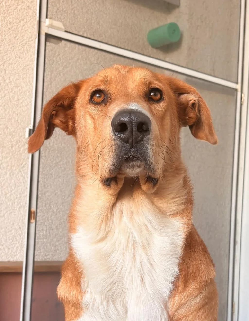 Lagatta, female young Mixed Breed for adoption at Ein Freund fürs Leben e.V., Berlin