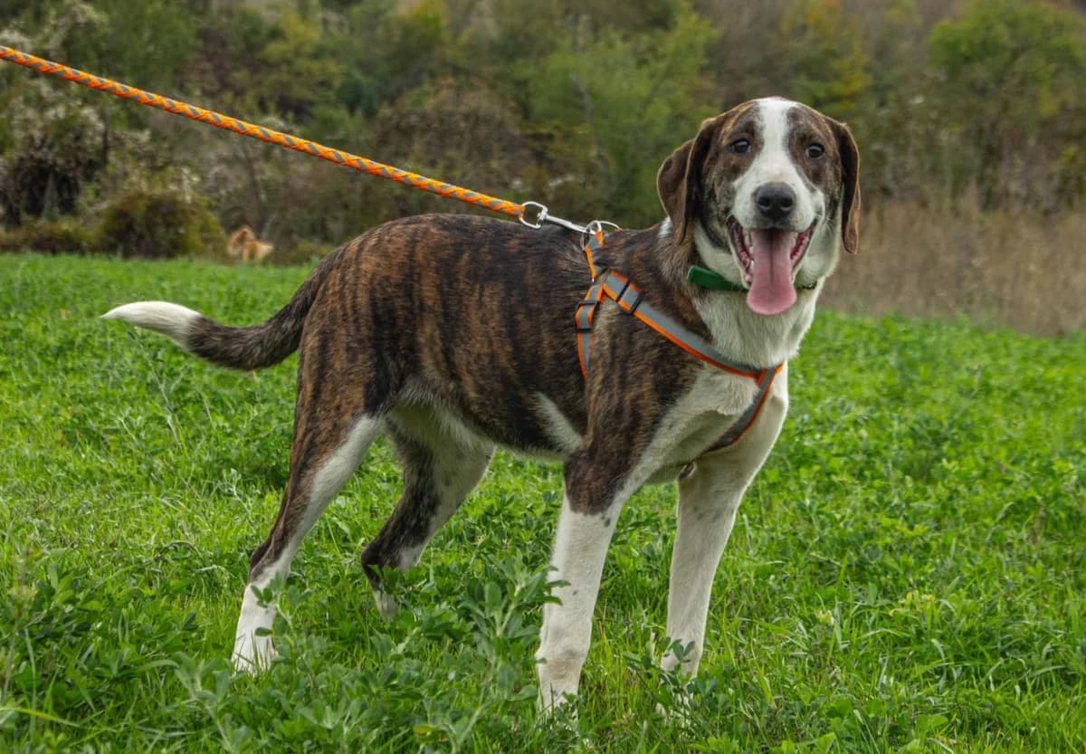 Lara, female young Mixed Breed for adoption at Ein Freund fürs Leben e.V., Berlin