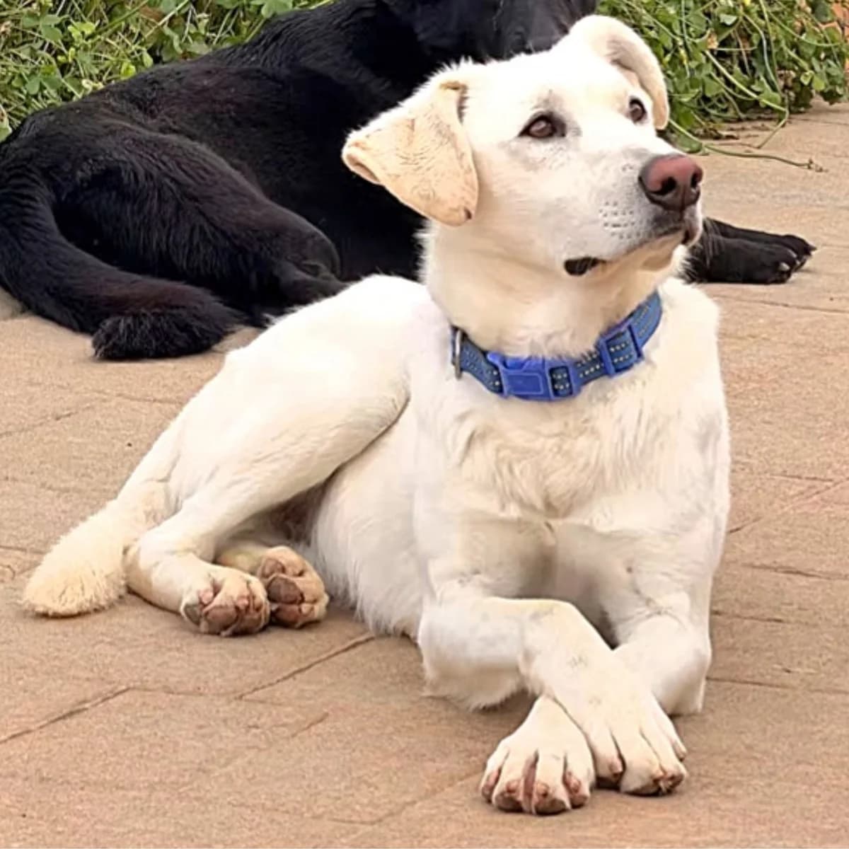 Lars, male young Mixed Breed for adoption at Ein Freund fürs Leben e.V., Berlin