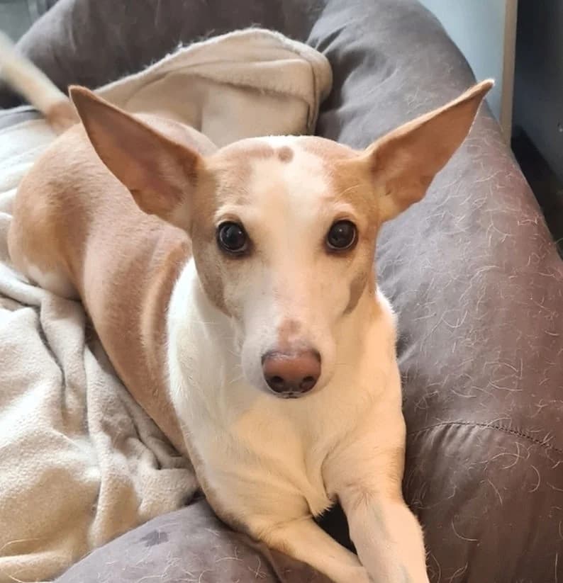 Leila, female 7yo Mixed Breed for adoption at Ein Freund fürs Leben e.V., Berlin