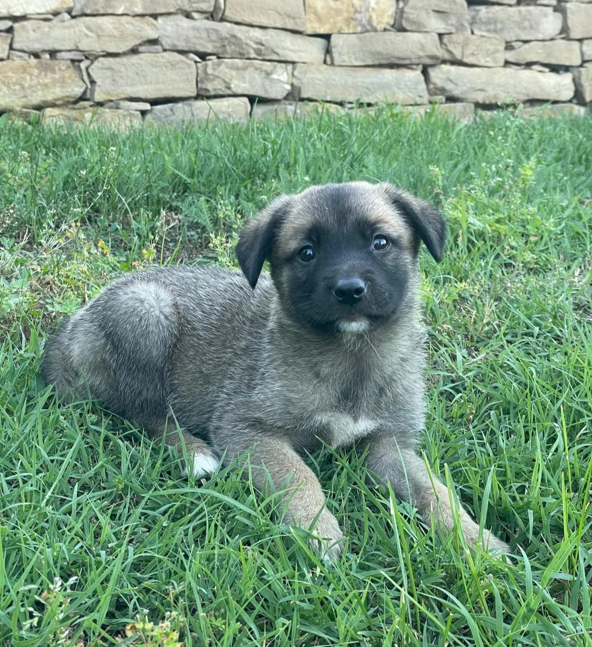 Leo, male puppy Mixed Breed for adoption at Ein Freund fürs Leben e.V., Berlin