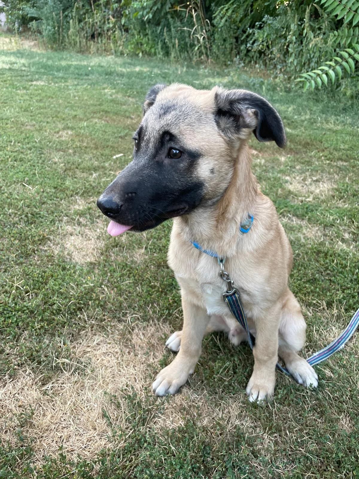 Leo, male puppy Mixed Breed for adoption at Ein Freund fürs Leben e.V., Berlin