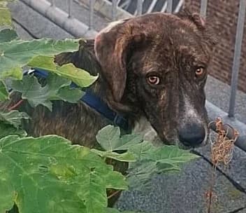 Leon, male young Mixed Breed for adoption at Ein Freund fürs Leben e.V., Berlin