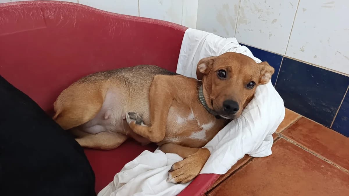 Leonor, female young Mixed Breed for adoption at Ein Freund fürs Leben e.V., Berlin