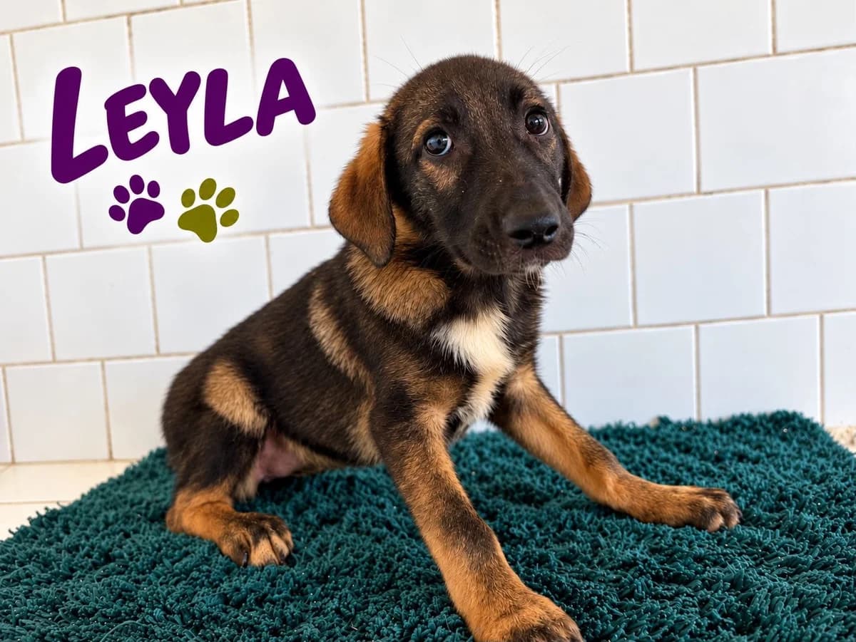 Leyla, female puppy Mixed Breed for adoption at Ein Freund fürs Leben e.V., Berlin