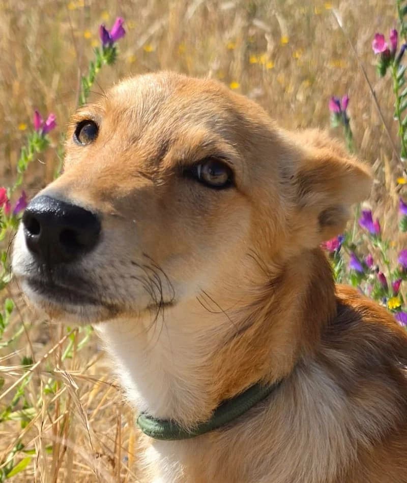 Lily, female puppy Mixed Breed for adoption at Ein Freund fürs Leben e.V., Berlin