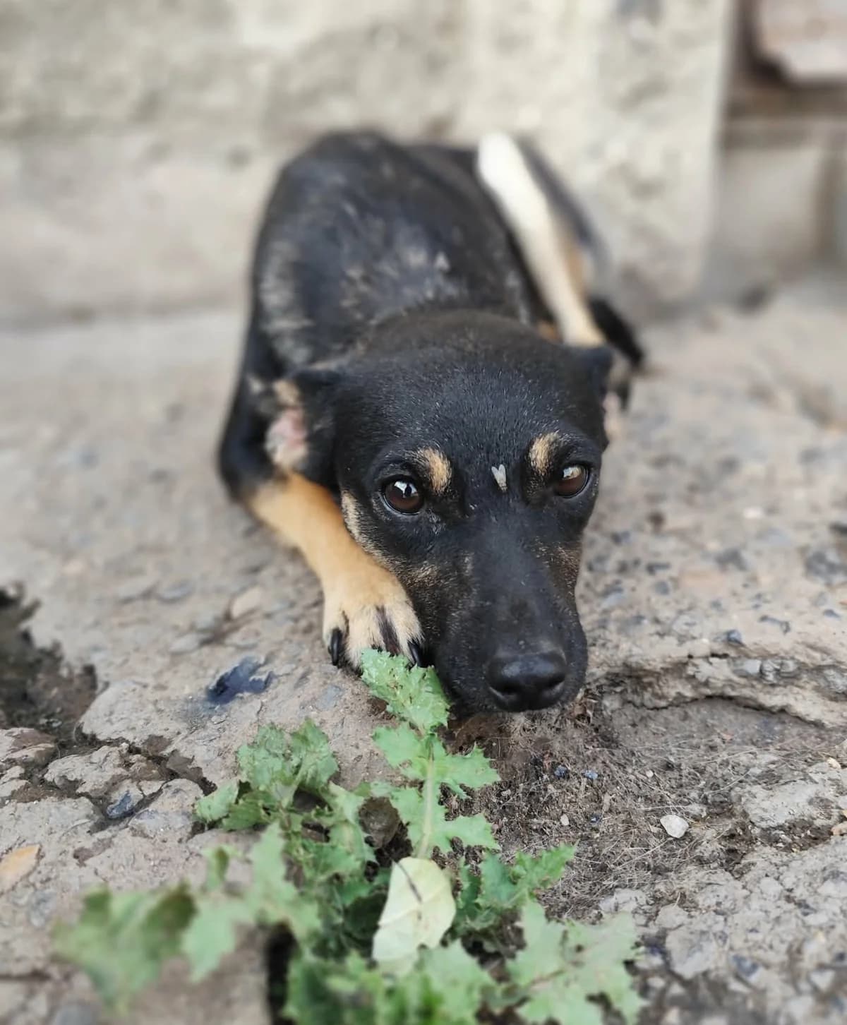 Lina, female young Mixed Breed for adoption at Ein Freund fürs Leben e.V., Berlin