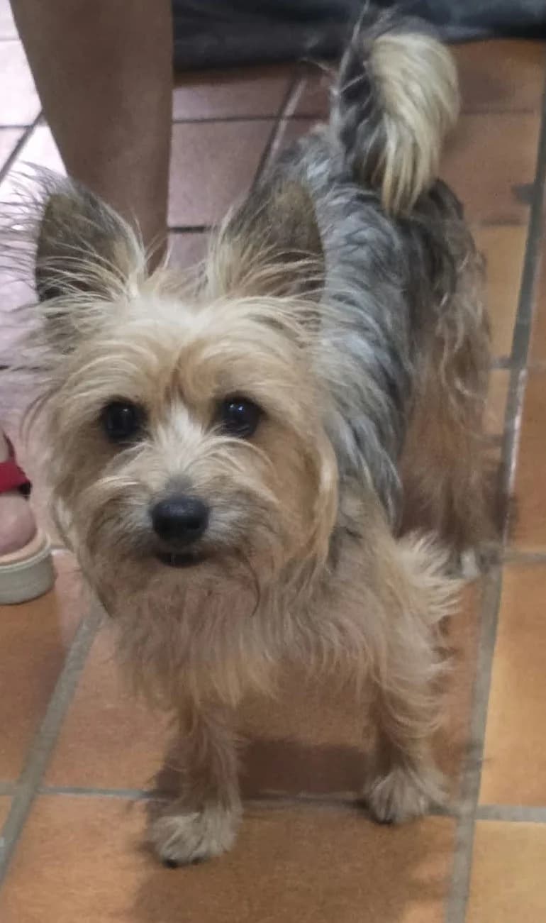 Linda, female young Mixed Breed for adoption at Ein Freund fürs Leben e.V., Berlin