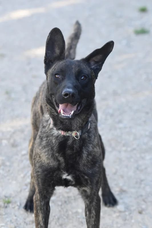 Lindes, female young Mixed Breed for adoption at Ein Freund fürs Leben e.V., Berlin