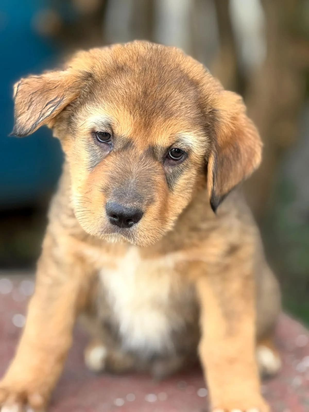 Lion, male puppy Mixed Breed for adoption at Ein Freund fürs Leben e.V., Berlin