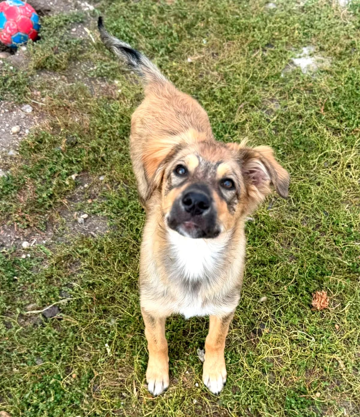 Lion, male puppy Mixed Breed for adoption at Ein Freund fürs Leben e.V., Berlin