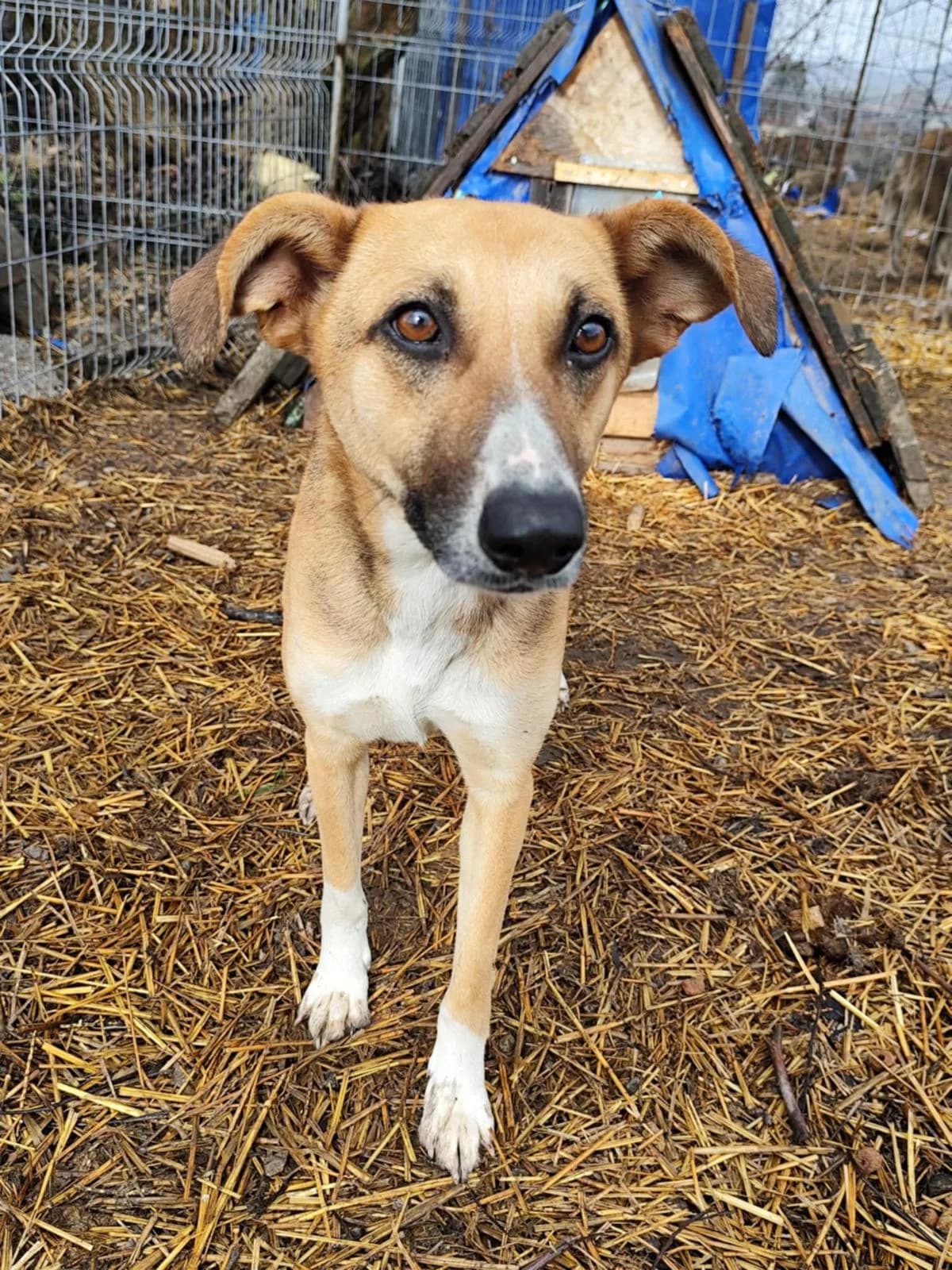 Lissy, female young Mixed Breed for adoption at Ein Freund fürs Leben e.V., Berlin